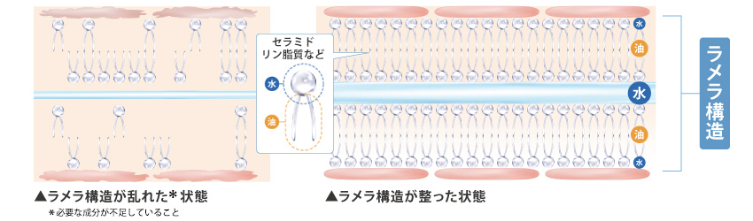 コラーゲンは肌に入りにくい